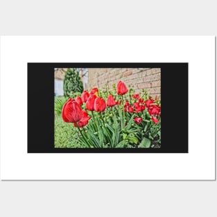 Valentines day Red tulips with love Posters and Art